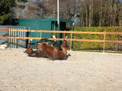 Terapie koňskou duší