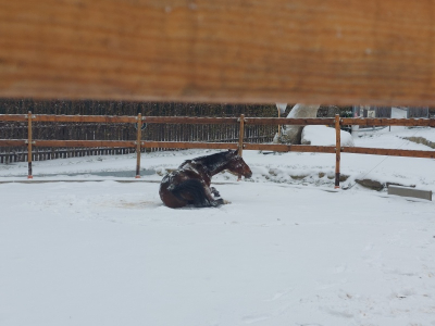 Koňští doktoři Samia, Laos a Marvel