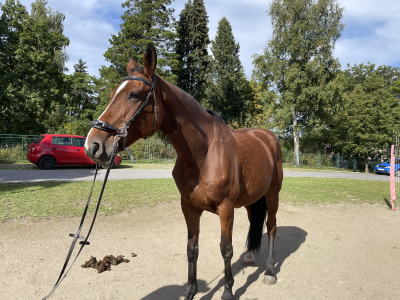 Mezinárodní den zvířat